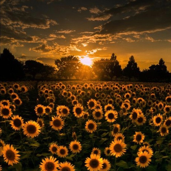 Meet your Posher, Shamani - Picture 1 of 1